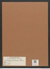 Navicula fusioides Grun. (de-Toni-Nr.: Genus 1, Species 588) Zeichnungen Sammlung Grunow Mappe 00516 (Herbarium_W_Grunow_drawings_Folder_00516)